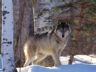 Wolf Wallpaper Imagebank Biz