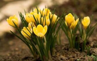 Screensaver And Wallpaper Flowers Android To