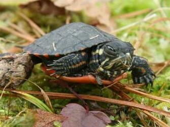 Painted Turtles Turtle Pictures Facts And Information