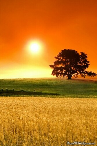 HD Sunny Day Wallpaper And Background iPhone