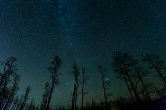 Trees Starry Night Forest Wallpaper