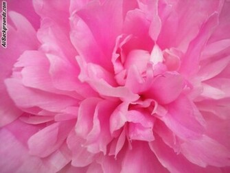 Pink Animated Flowers Background Myspace