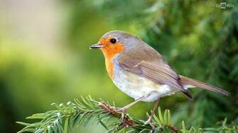 Beautiful Colorful Bird HD Wallpaper Click On Image To Enlarge Right
