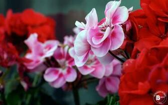 HD Flower Wallpaper For Pc Of Nature