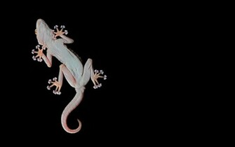 Fantastic Lizard Wallpaper
