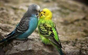 Tag Love Birds Wallpaper Background Photos Image And Pictures
