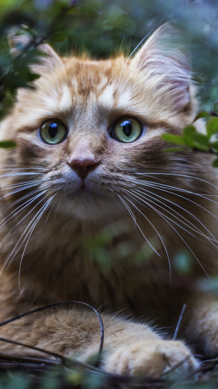 Best Cat iPhone HD Wallpaper