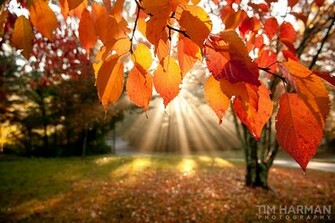 Desktop Wallpaper Fall Foliage In HD