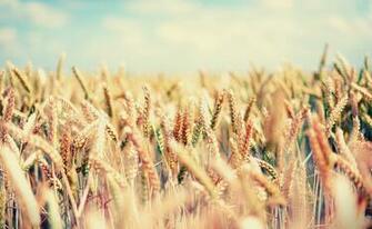 Wallpaper Field Spikes Sky Bright Mellow HD
