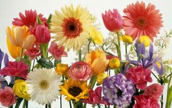 Colorful Summer Flowers Widescreen Wallpaper