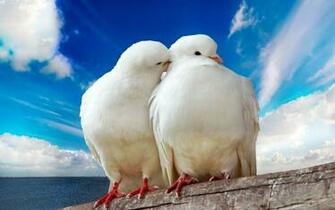 Love Birds Wallpaper HD