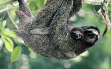 Mother Sloth And Her Baby HD Wallpaper Background Image
