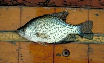 Thread Crappie Widescreen Desktop Wallpaper