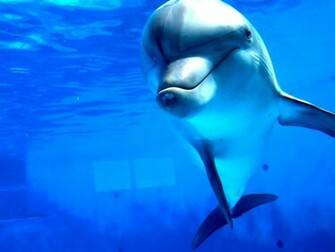 Dolphin Wallpaper
