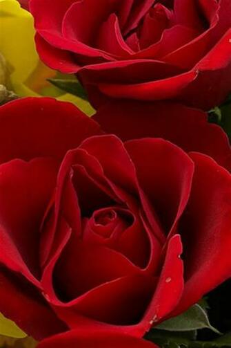 iPhone Red Rose Wallpaper Photo Full High Resolution