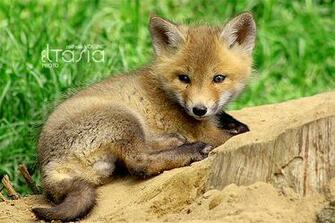 Cute Baby Fox By Eltasia
