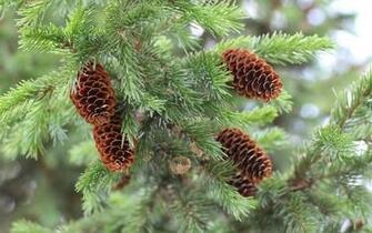 Pine Tree Wallpaper
