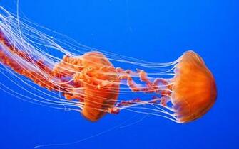 Jellyfish Computer Wallpaper Desktop Background Id