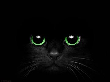 Purrsday Poetry My Midnight Valentine To A V P In Eternity