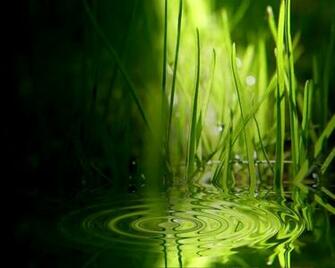 Grama Ripples Green Wallpaper