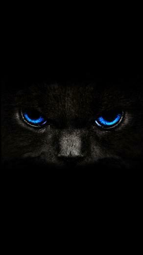 High Quality iPhone Wallpaper Black Cat