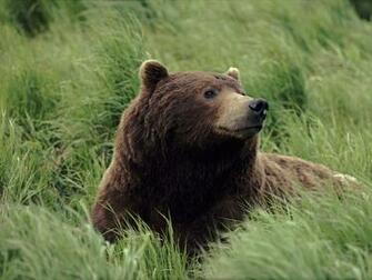 Bear Wallpaper Bears