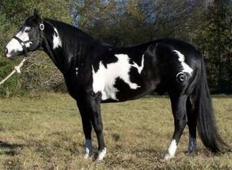 Paint Horse Wallpaper