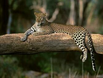 Panther Wallpaper World