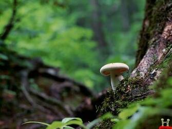Close Natural Of Mushrooms Nature Wallpaper E Entertainment
