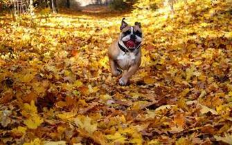 Dogs Autumn Bulldog Run Dry Foliage Animals Leaves Mood