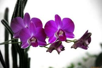 Purple Orchid Wallpaper