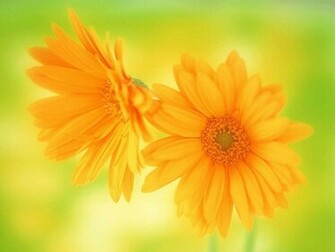 Flowers For Flower Lovers Daisy HD Desktop Wallpaper
