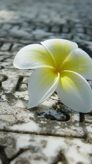 Yellow Flower HD Wallpaper For iPhone Site