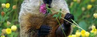 Groundhog Day
