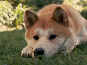 Lovely Akita Inu Dog Photo And Wallpaper Beautiful
