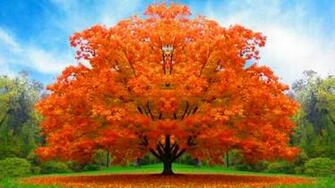 Nature Desktop Full HD Wallpaper Live Hq Pictures