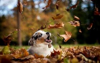 Wallpaper Dog Puppy Leaves Autumn Park Nature