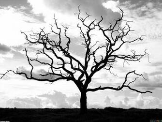 Dry Tree Wallpaper Open Walls