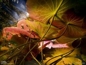 Stock Image Pads Geographic Plants Earth Underwater National