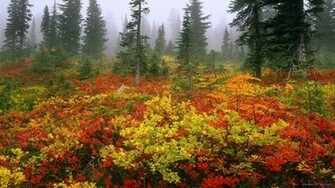 Other Resolutions Of Nature Beauty HD Wallpaper