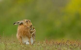 Animal Hare Wallpaper