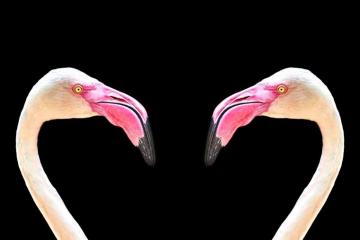 Fancy Flamingo iPhone X Wallpaper Preppy