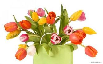 Wallpaper Flower Tulip