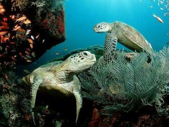 Top Sea Animals Wallpaper In HD