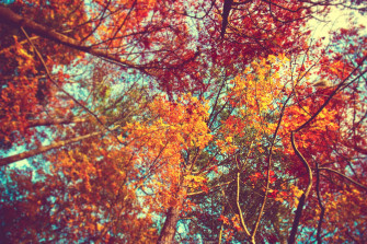 Fall Wallpaper