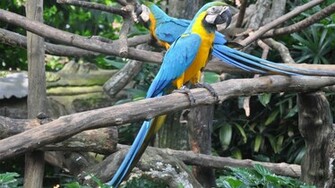 Macaw Parrot Wallpaper Photosjunction