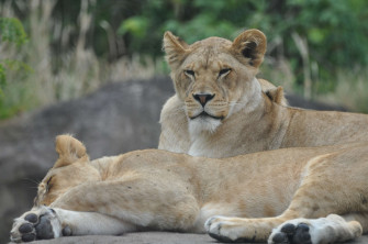 Lioness 4k Best Picture Ever Wallpaper