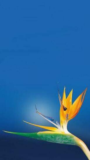 Bird Of Paradise Flower Android Wallpaper