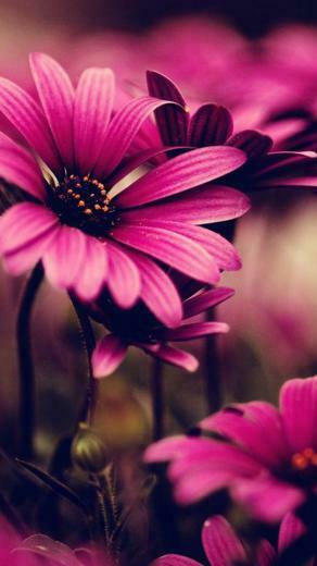 Samsung Galaxy Flower Wallpaper S5