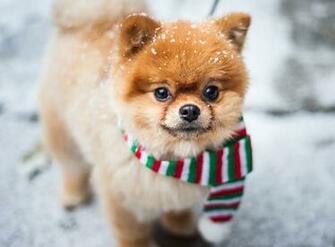Image Spitz Dog Scarf Pomeranian Ginger Color Animals Staring